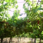 Cantina Pedres vingård i Olbia